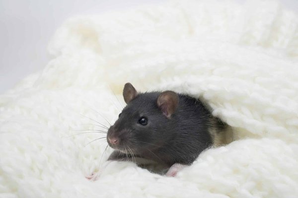 Évaluation des risques : appareils ultrasons anti-rats et leur impact sur les animaux domestiques